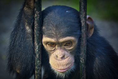 animal captivity in zoos