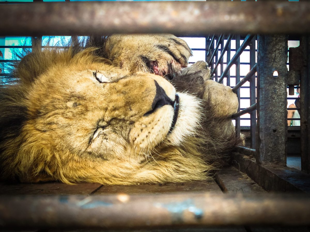 Captive Animals - Animal Legal Defense Fund