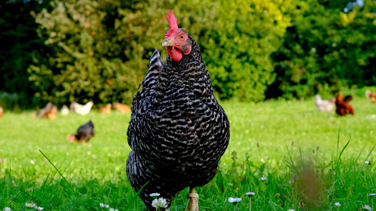 Career Advice for Aspiring Animal Attorneys