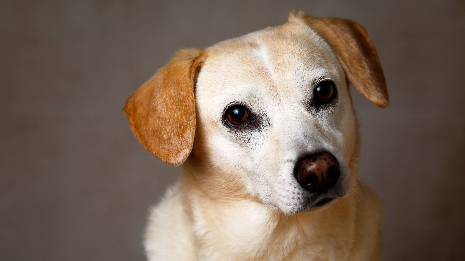 Establishing a Trust for Your Animals - Animal Legal Defense Fund