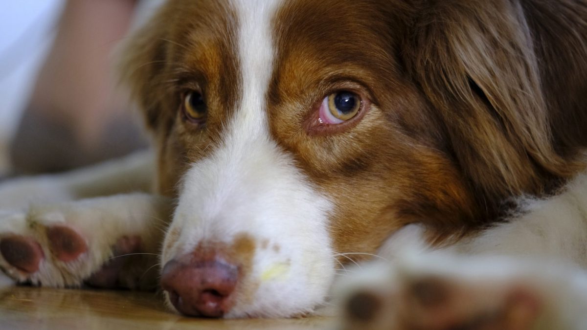 Massachusetts Keep Animals Away from Abusers Animal Legal Defense Fund