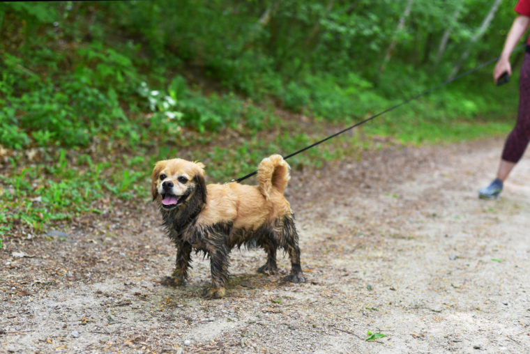 Wildlife Services' War on Wildlife - Animal Legal Defense Fund