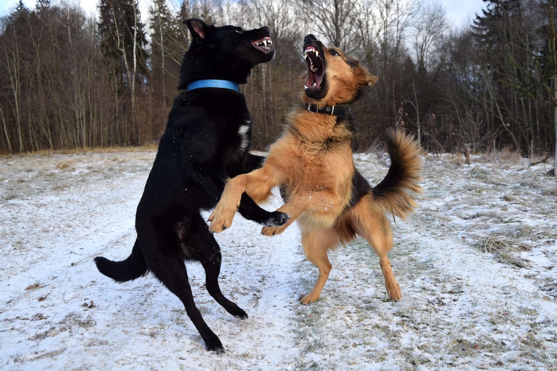 what-to-do-if-your-dog-hates-nail-trims-zenith-dog-training