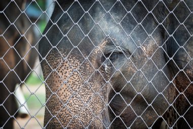 Captive Animals Animal Legal Defense Fund