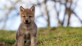 gray wolf pup