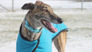 greyhound in blue