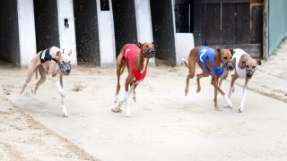greyhound animal ban reverses australian recent racing state law update