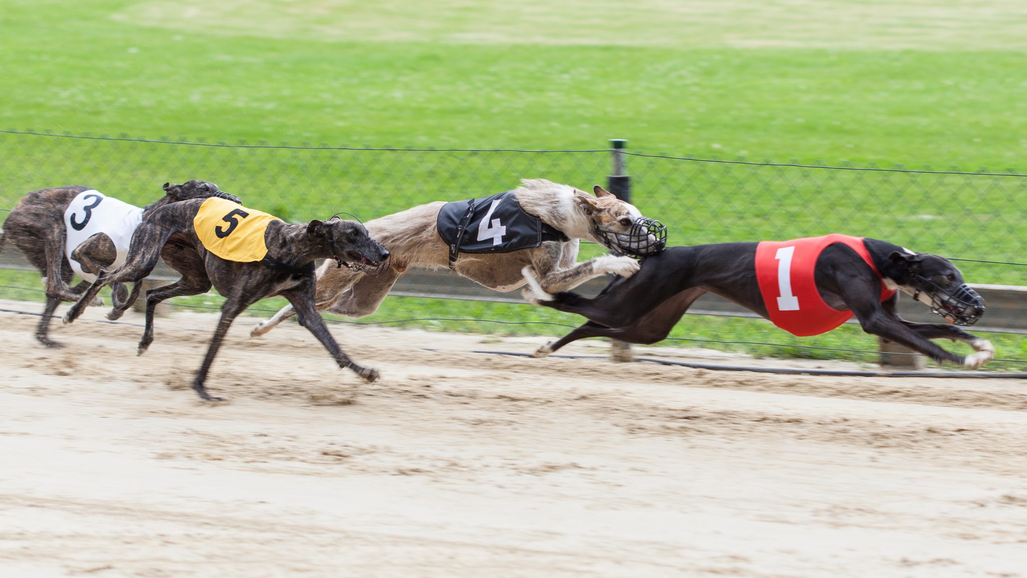 Greyhounds GettyImages 503009509 16x9 