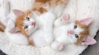 kittens