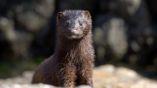 mink