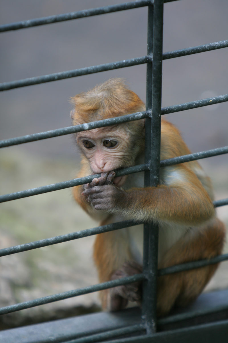 Animals Used in Research - Animal Legal Defense Fund Animals Used in Research - Animal Legal Defense Fund
