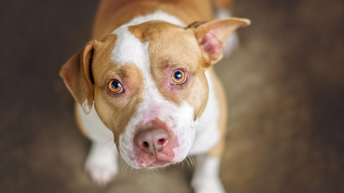 can you shoot a dog attacking livestock