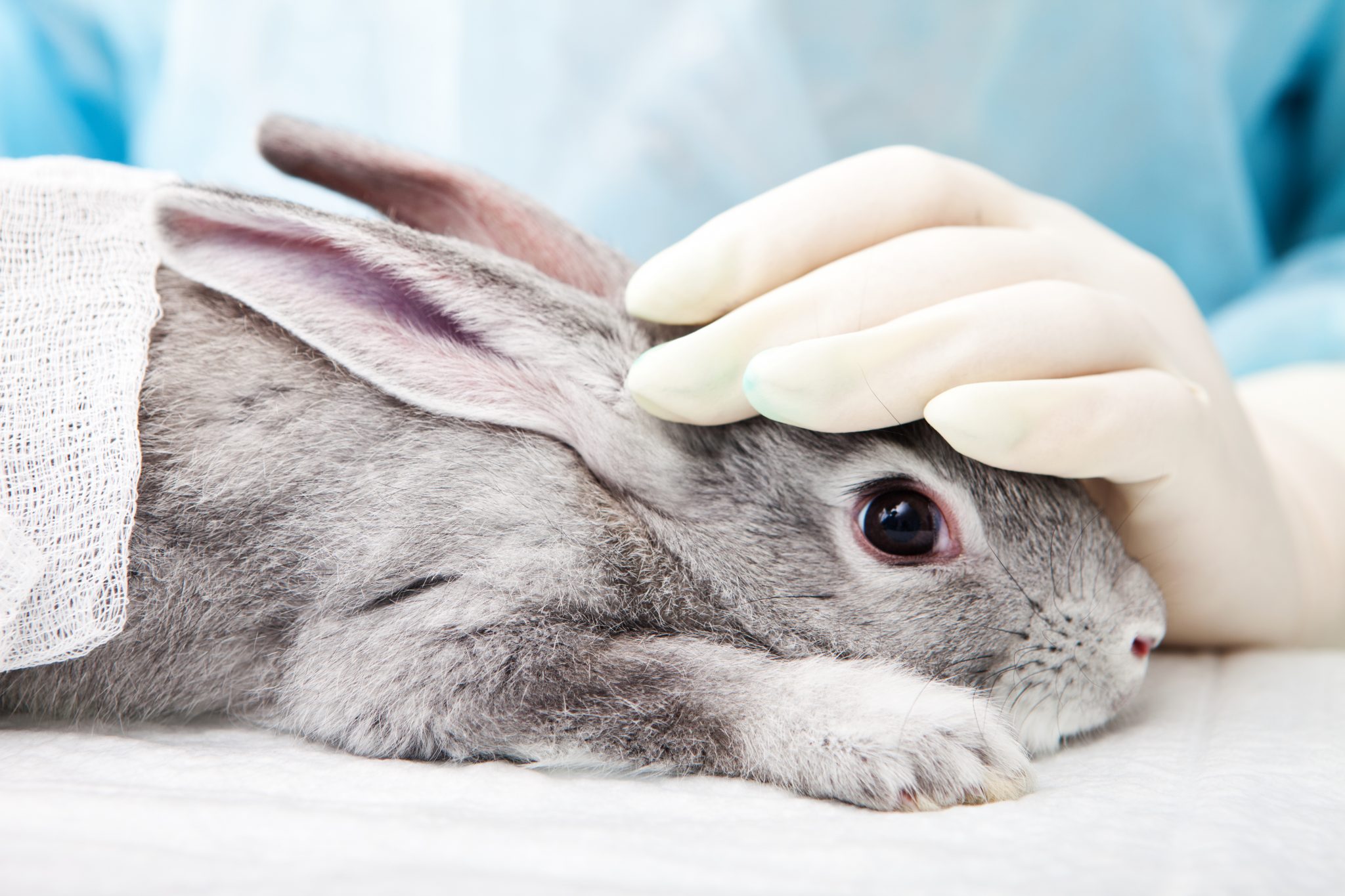 California Bans the Sale of Most Cosmetics Tested on Animals - Animal Legal  Defense Fund