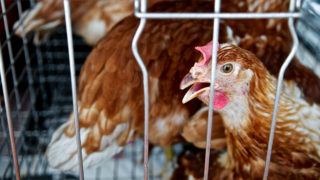 chickens in a cage