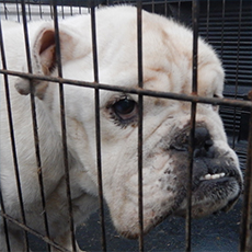 Gus, English Bulldog