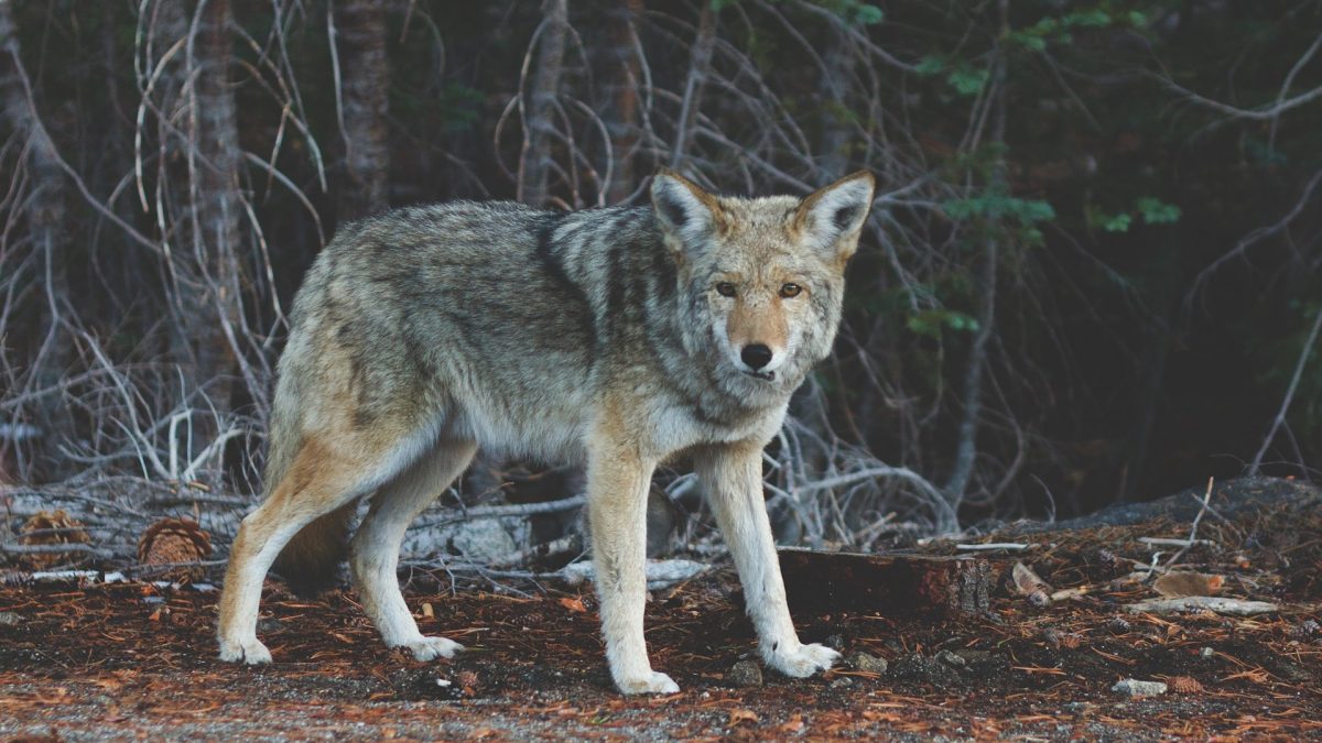 Controlling Coyotes in Arizona