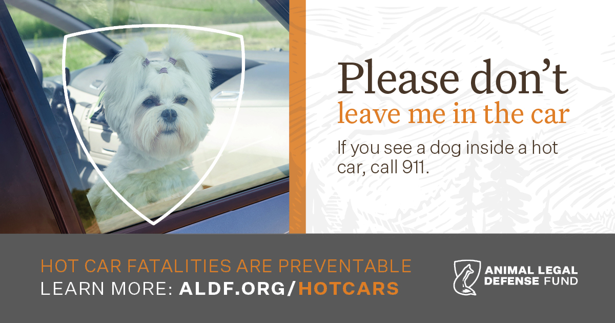 An Avoidable Tragedy: Dogs in Hot Cars - Animal Legal Defense Fund