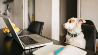 dog in front of a computer