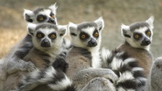 lemurs