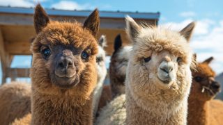 alpacas