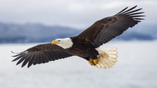 eagle