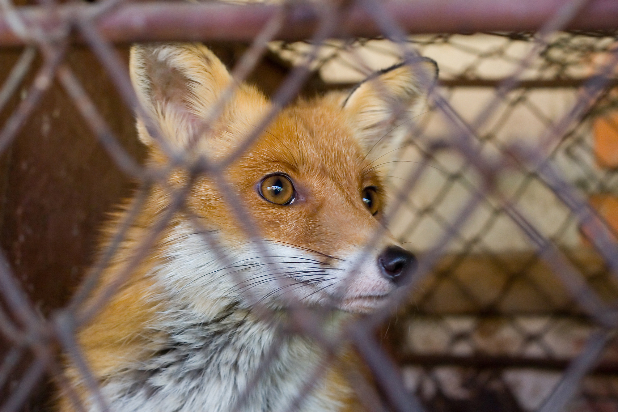 Research Breeding Facility: Ruby Fur Farm - Animal Legal Defense Fund