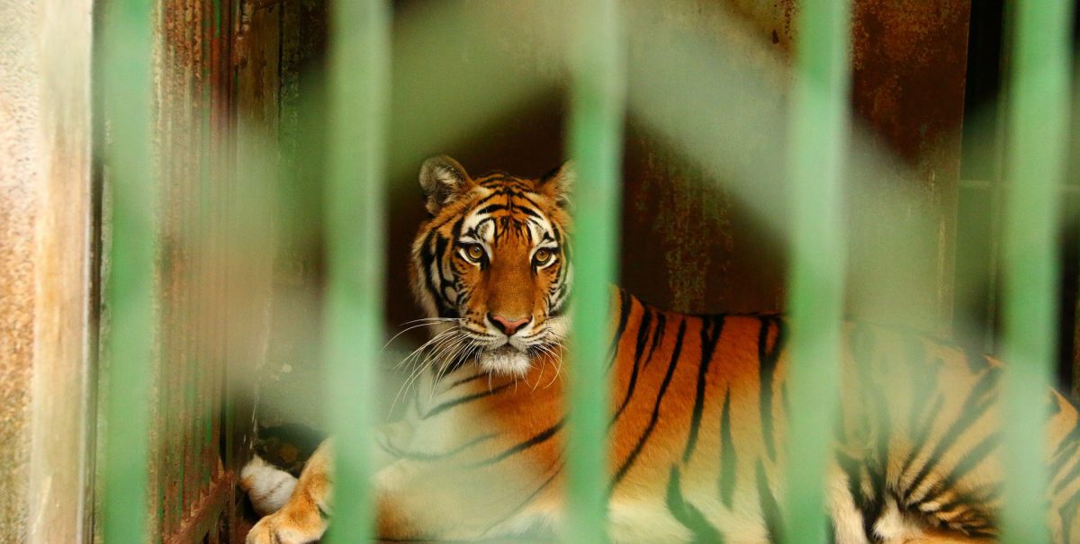 tiger behind bars