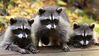 raccoons