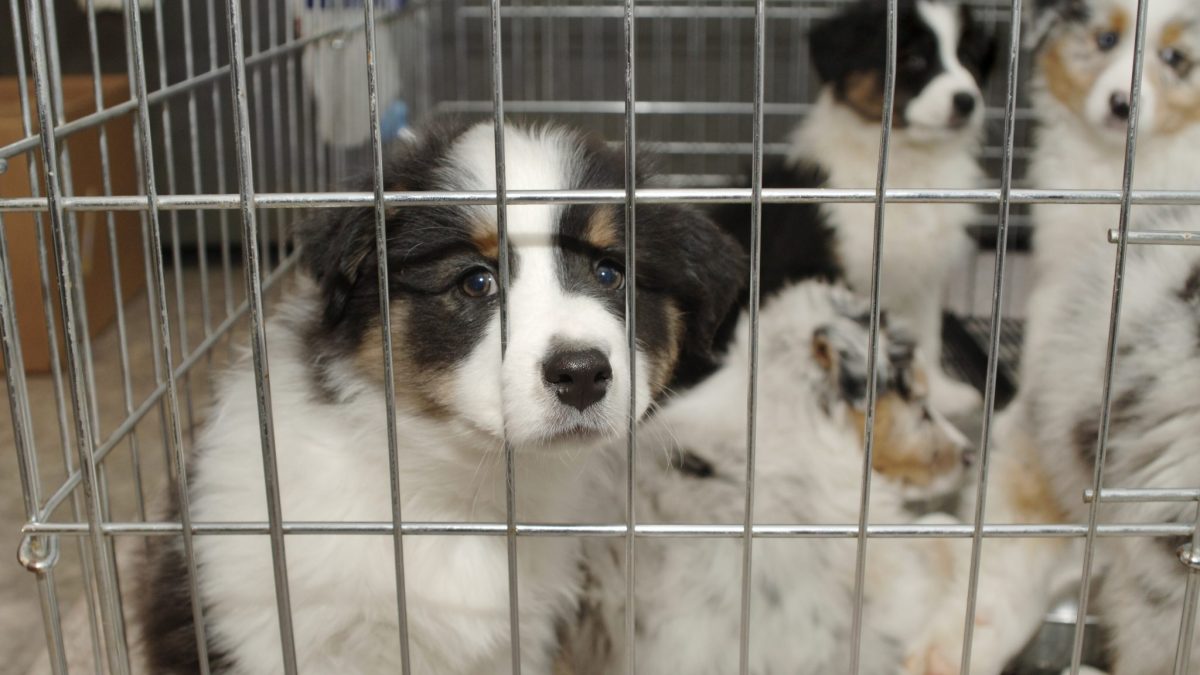 Maryland Becomes Second State to Ban Retail Sales of Animals