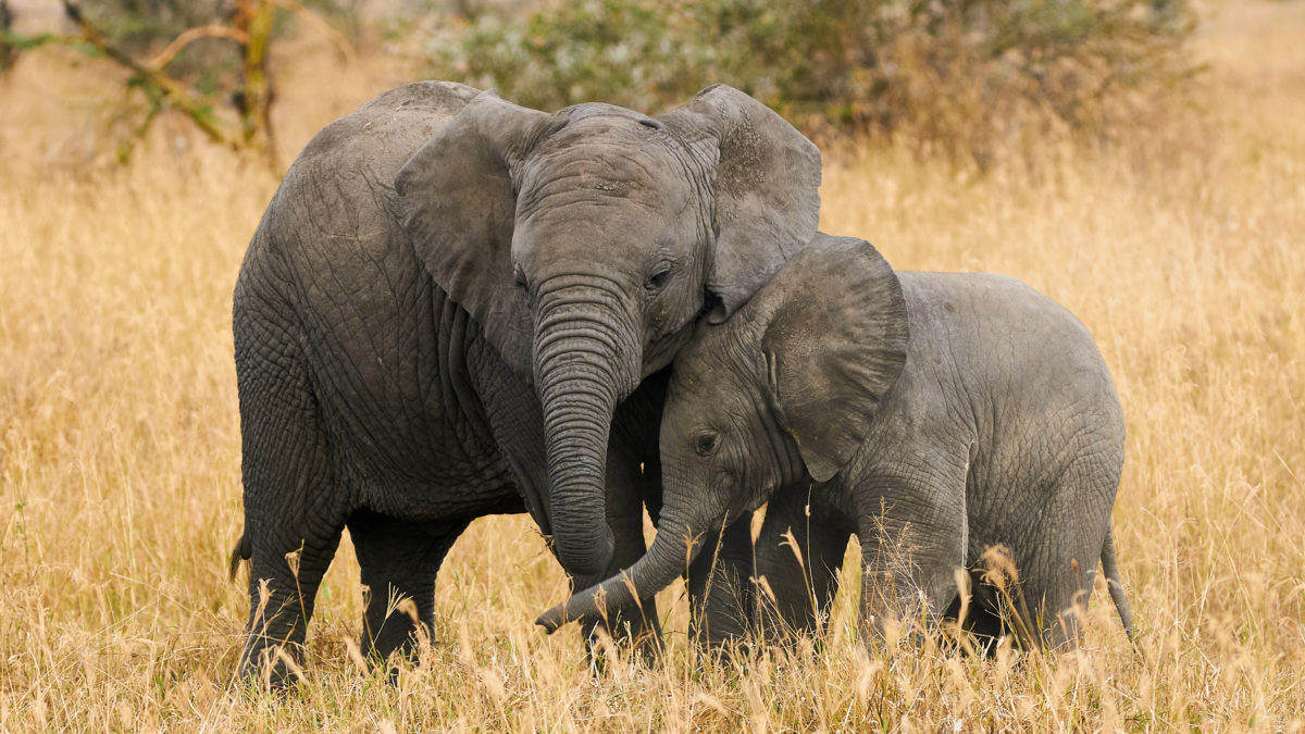 Братья слоны. Слоны разного возраста. Вымирающие животные Танзании. Can an elephant jump