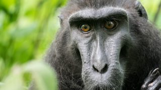 crested macaque