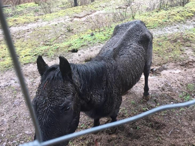 Justice was 300 pounds underweight when he was rescued.