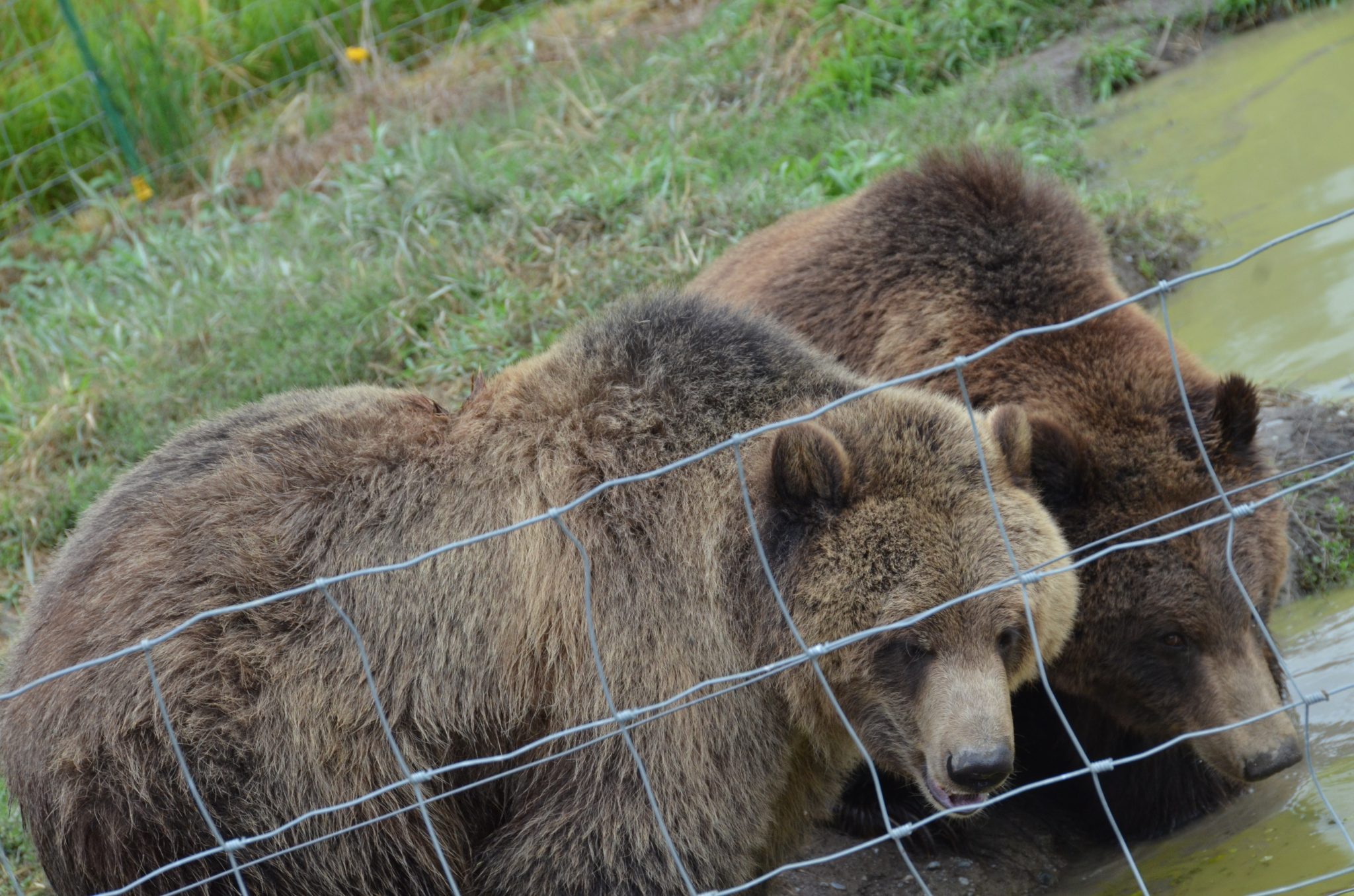 A recent visitor observed a five inch gash on one of the bear’s shoulders