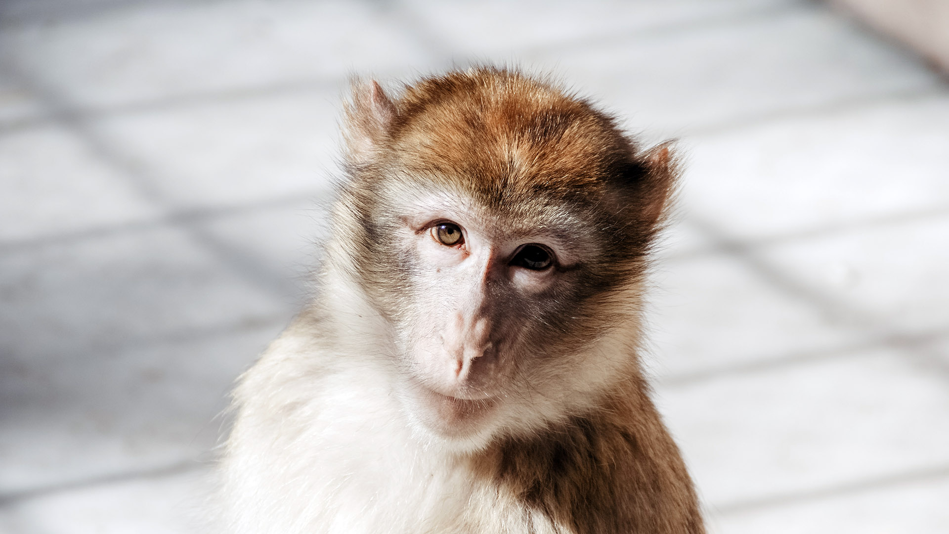 Compelling The Usda To Protect Primates Used In Research Animal Legal Defense Fund