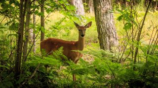 deer in the woods