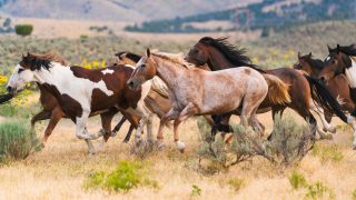 wild horses northern caliifornia