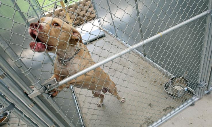 puppy in a cage