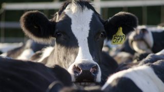 cow in factory farming