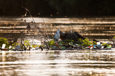 bird hunting