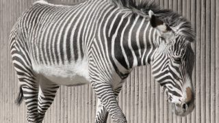 zebra