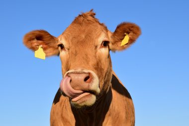 Ag-Gag Laws - Animal Legal Defense Fund