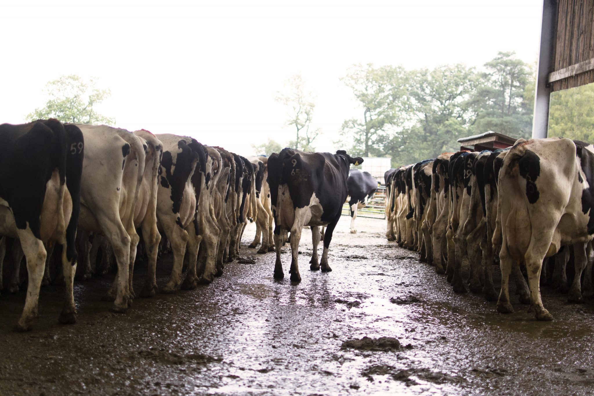 Ninth Circuit Affirms Dismissal of Almond Milk Labeling Lawsuit