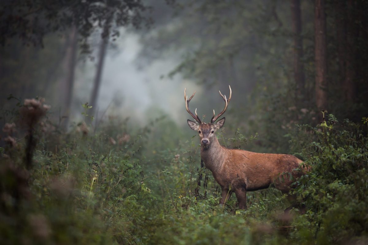 Massachusetts Crack Down on Illegal Hunting Animal Legal Defense Fund
