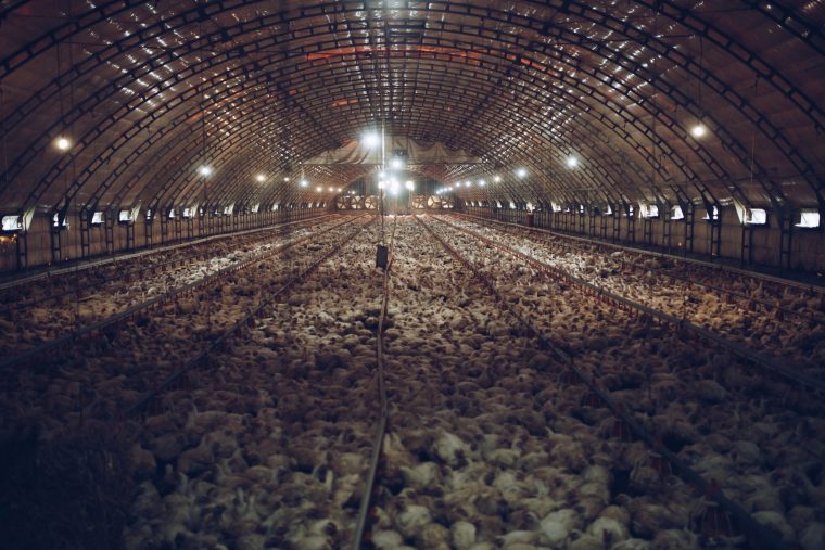 tens of thousands of chicken