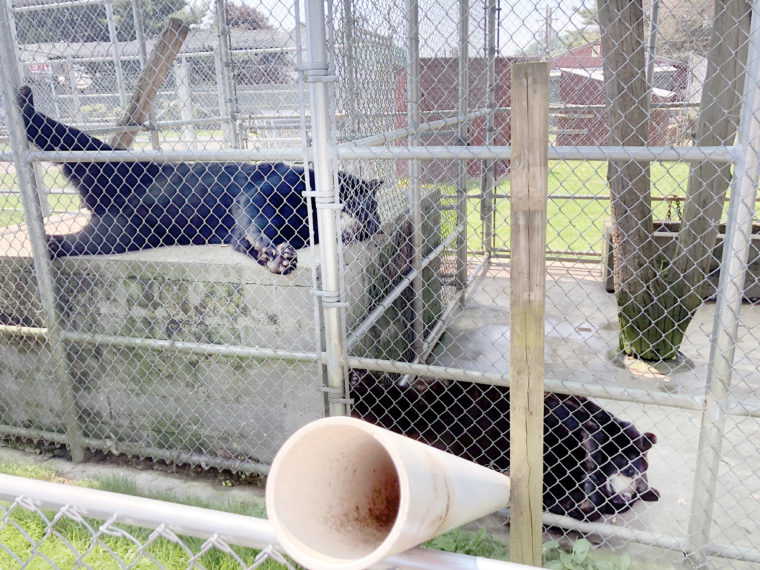 Farmers Inn Roadside Zoo Sued for Mistreatment of Animals Animal