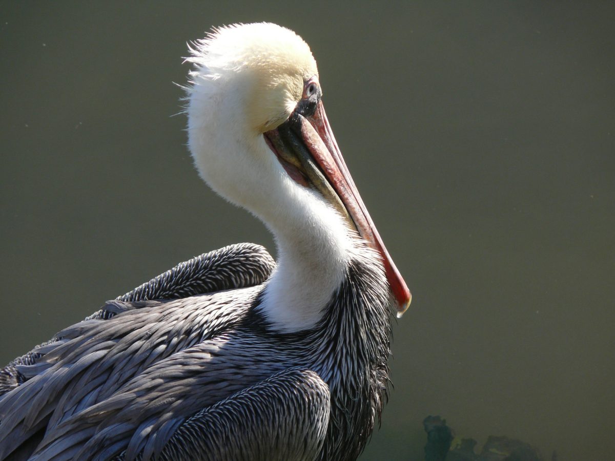 Enforcing Legislation That Protects Wildlife Near The Mexican Border