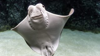 cownose ray