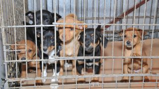 illegal puppy mills