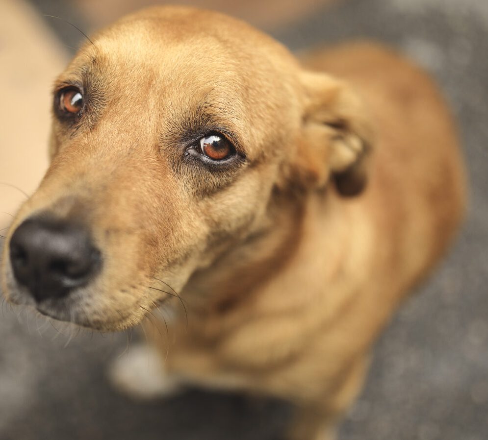 Challenging a California Puppy Mill for Violating State and Local Laws