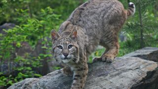 bobcat